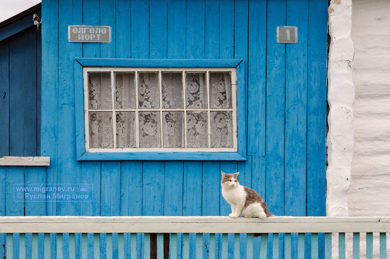 кошка на заборе