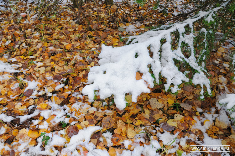 ������ ����