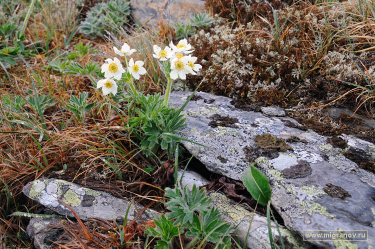 ����������