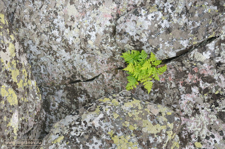 ����� �����