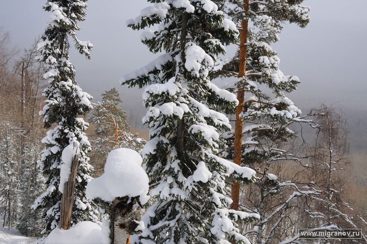 ������ ������