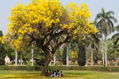 желтое дерево