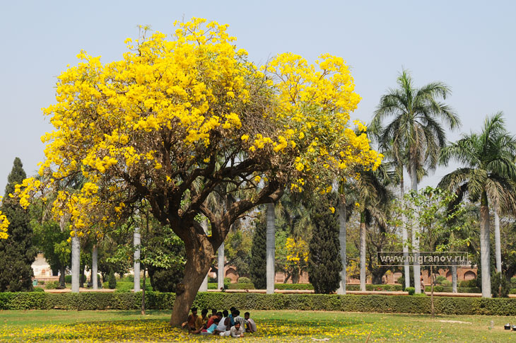 Фото большого желтого дерева. Фотография цветущего дерева весной