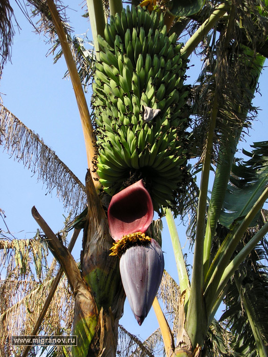 банановое дерево