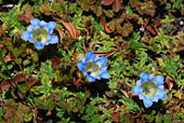 голубые цветы