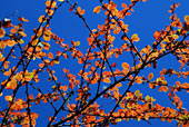 листья  и небо