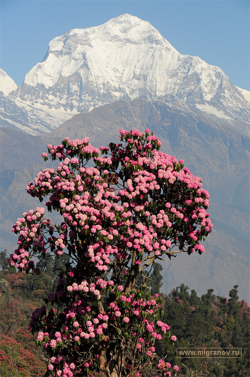 дхаулагири, непал