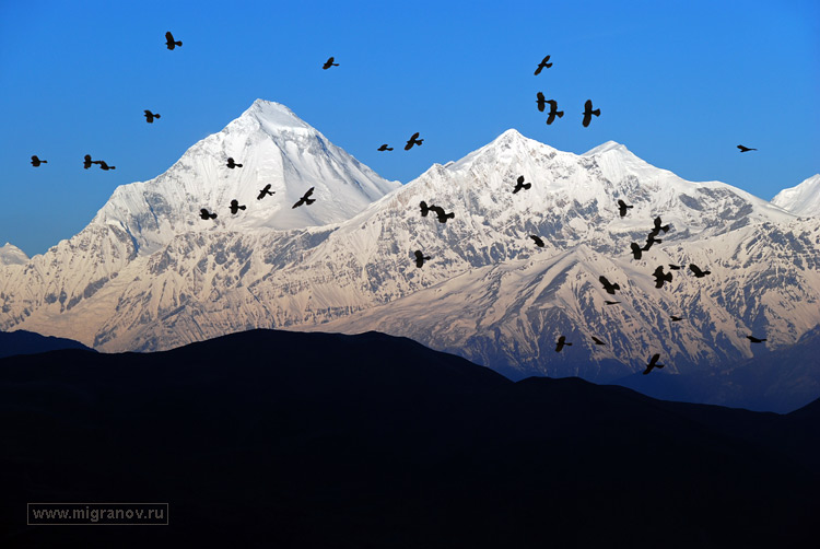 горы и птицы