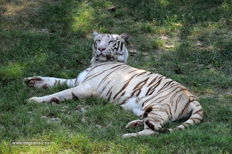 Мимишные фото белых тигрят и их мамы Фифы опубликовал зоопарк Барнаула
