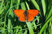 оранжевая бабочка