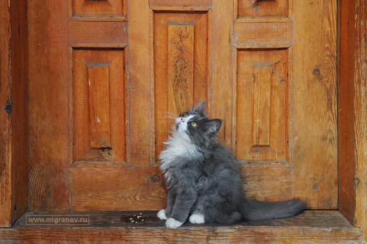 кот у двери