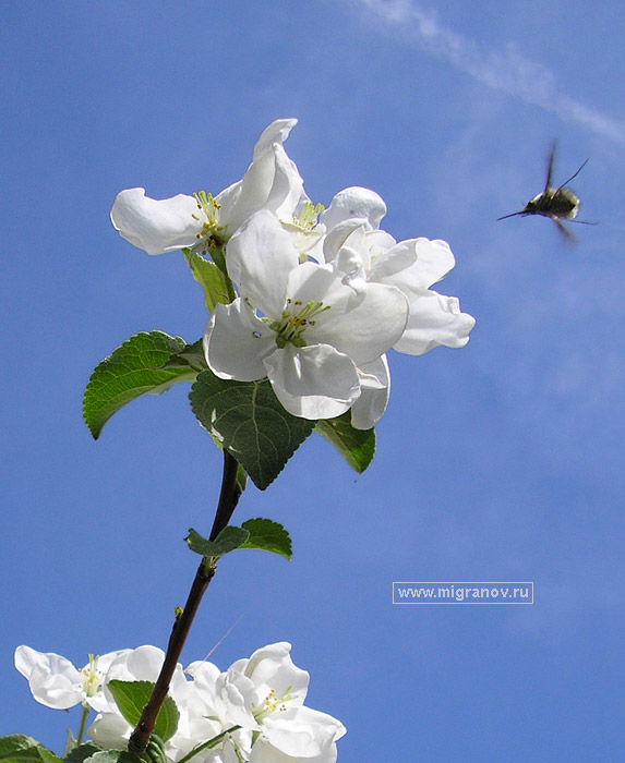 Пчела и цветущая яблоня, фото. Фотография, яблоня цветёт