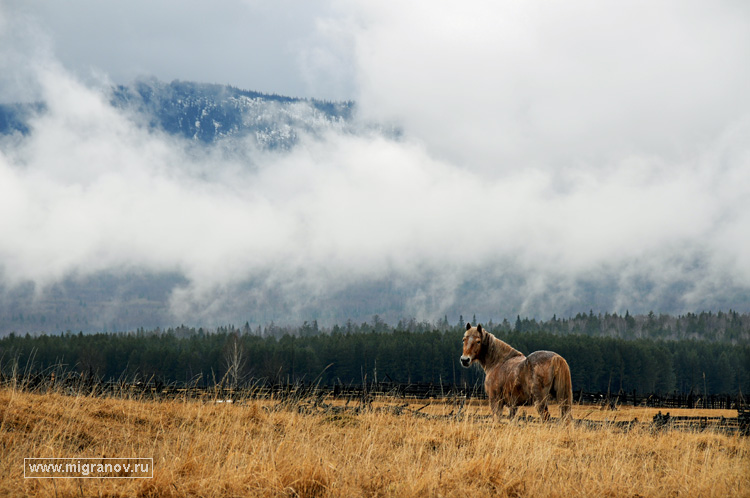 лошадка и туман