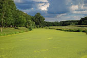 зеленое болото