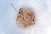 листок в снегу
